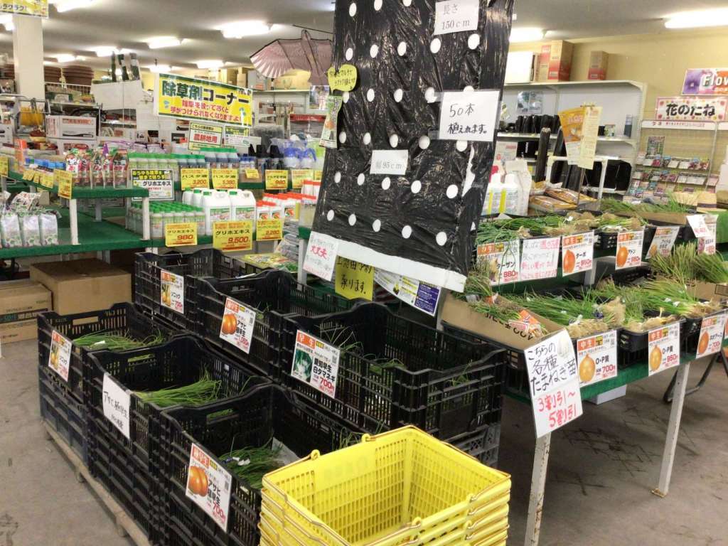 【好評発売中！】🧅タマネギ苗ぞくぞく入荷！🧅