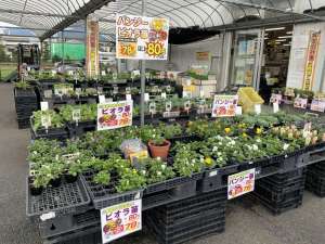 パンジー・ビオラ・菊苗が入荷しております‼️
