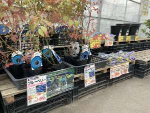 落葉果樹苗が入荷しました‼️