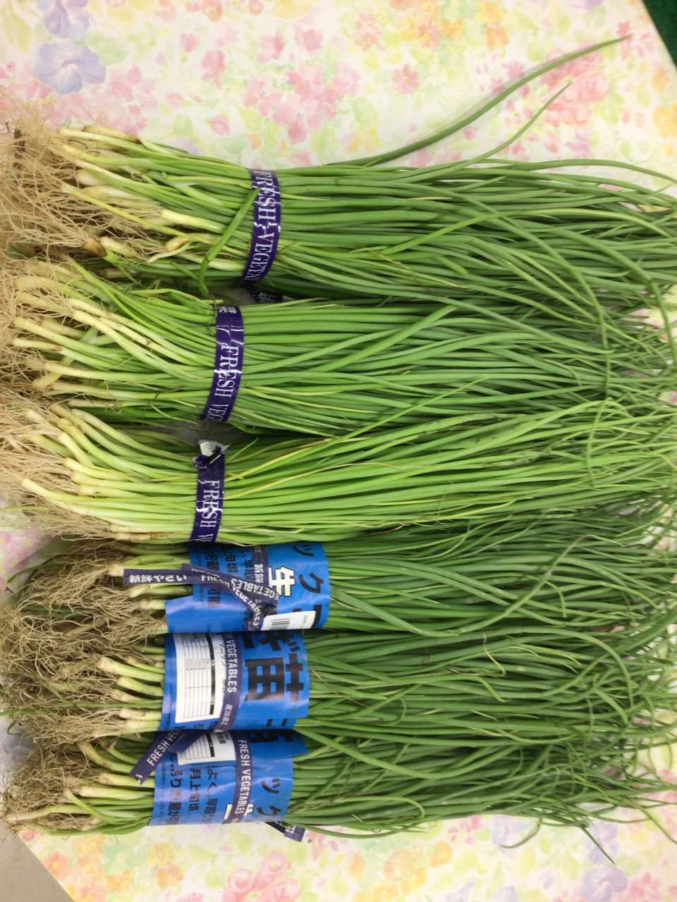 玉ねぎ苗、続々入荷中！！