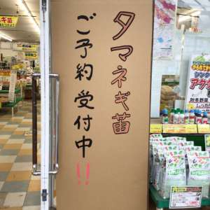 玉葱苗