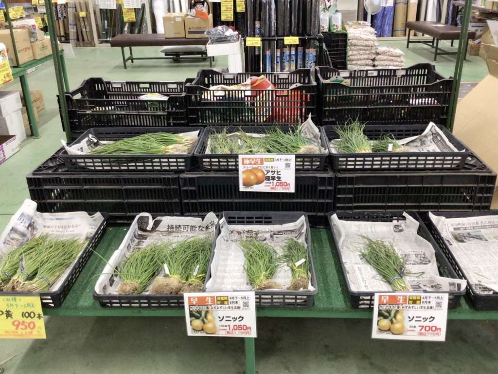 タマネギ苗入荷しました！🧅