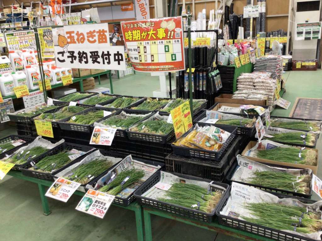 タマネギ苗続々入荷中🧅🤍