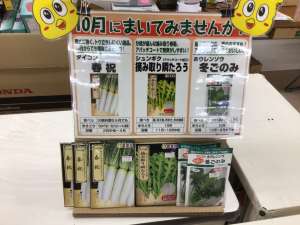 🥬10月にまいてみませんか？🫛