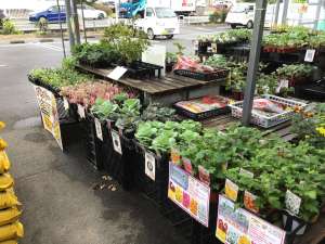 手間無しシリーズ入荷しました🌼🌸💐