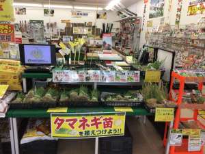 極早生玉ねぎ🧅浜笑🧅入荷しました💫