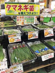 玉ねぎ苗続々入荷中！