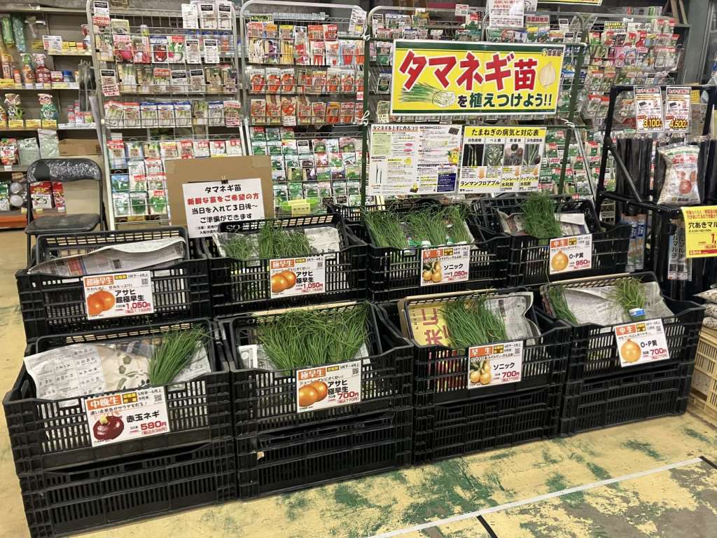 玉ねぎ苗販売開始しました！