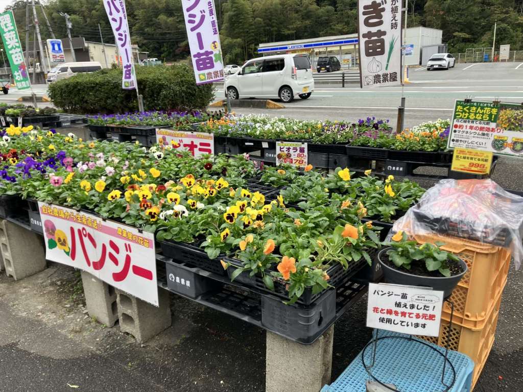 パンジー苗ビオラ苗　入荷しました！