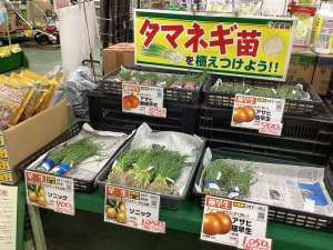 玉ねぎ苗が入荷しました！