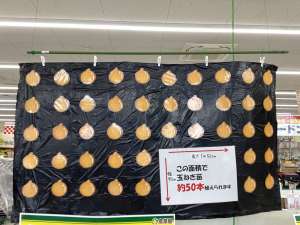玉ねぎ苗を育ててみませんか？