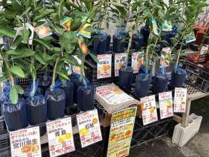 カンキツ苗が入荷しました！