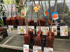 落葉果樹苗の入荷が始まりました🌰🥝🍇