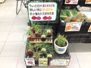 玉ねぎ苗どんどん入荷中です‼️