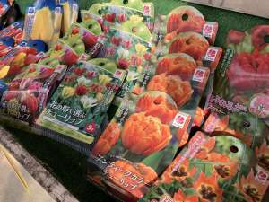 かわいいチューリップを咲かせましょう🌷