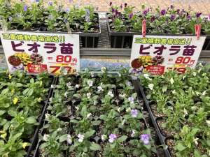 ビオラ苗が入荷開始！
