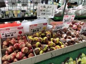 チューリップ球根のばら売りが始まりました♪