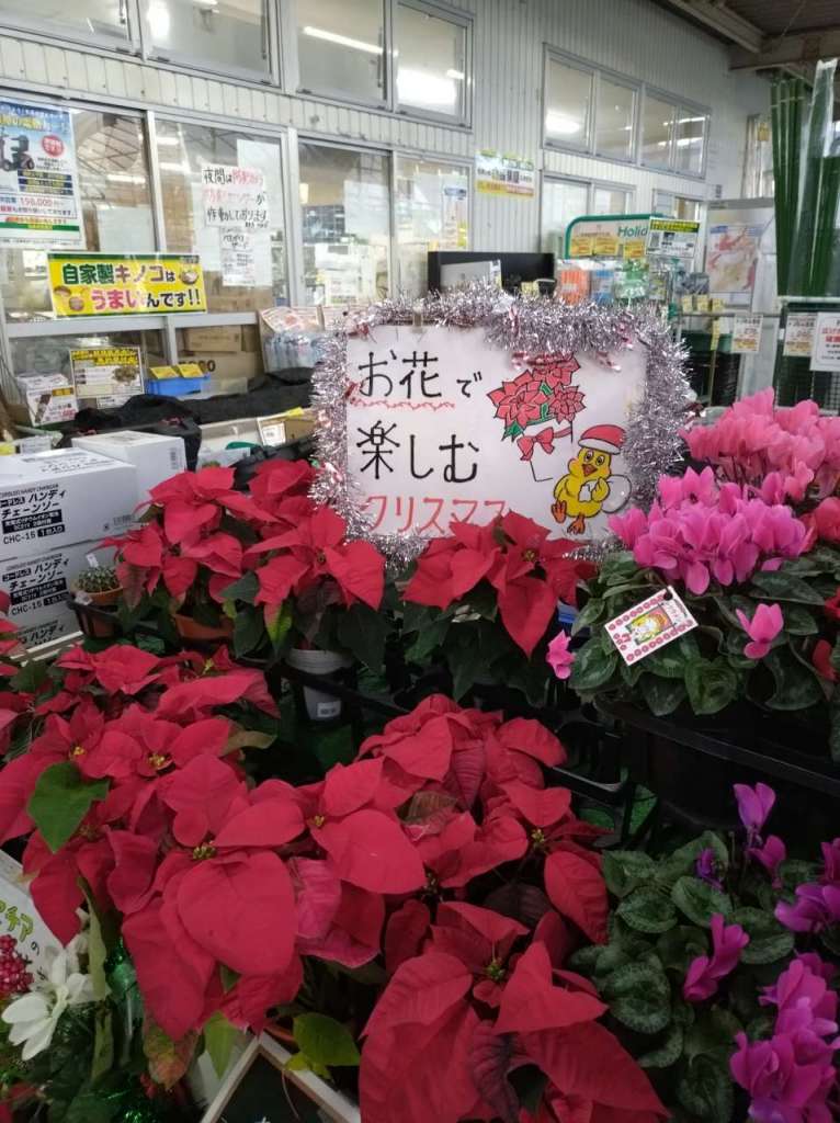 ポインセチア入荷しました。