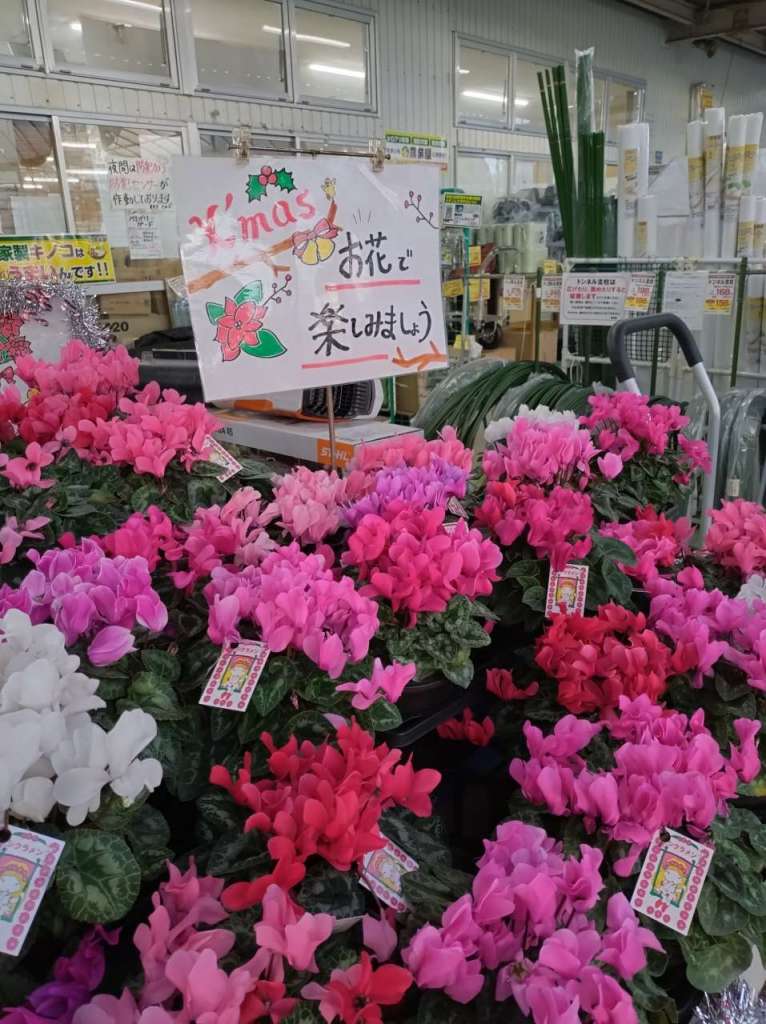 シクラメン入荷しました＼(^o^)／