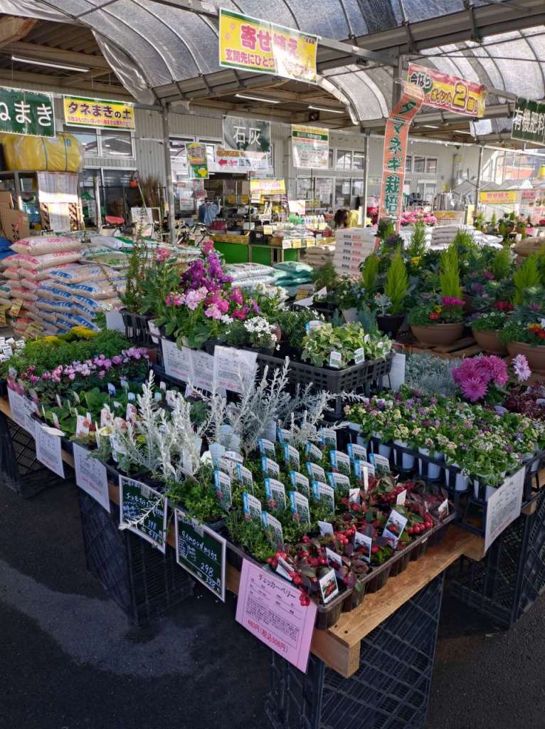 花苗入荷しました❀