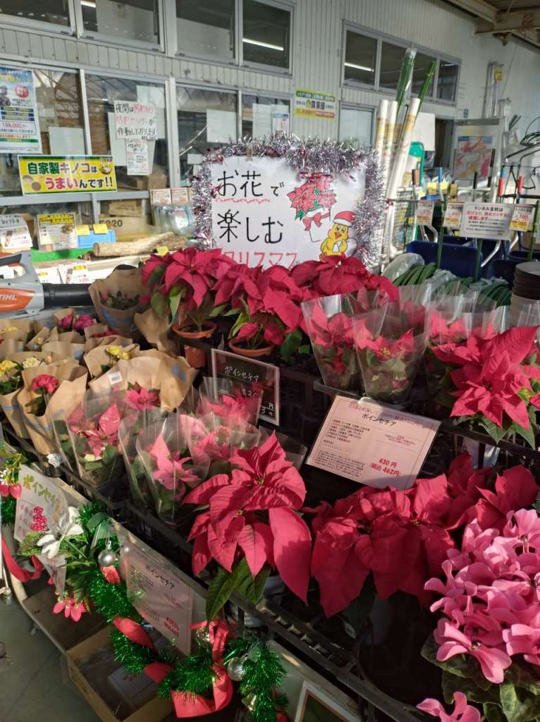 クリスマスの主役、ポインセチアが届きました🎄