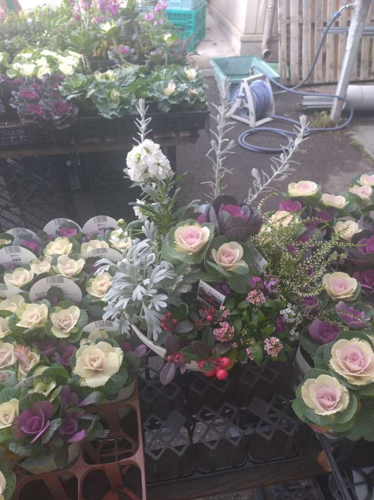 可愛い葉牡丹入荷しました😊