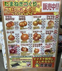 玉ねぎ苗今季最終直前お早めに❗️