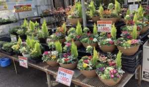 毎年大好評の寄せ植え入荷中！！