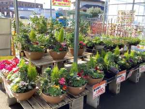 農業屋が作った寄せ植えが入荷！！