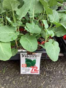 野菜苗まだ入荷しています