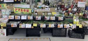 アサヒ超極早生入荷しました