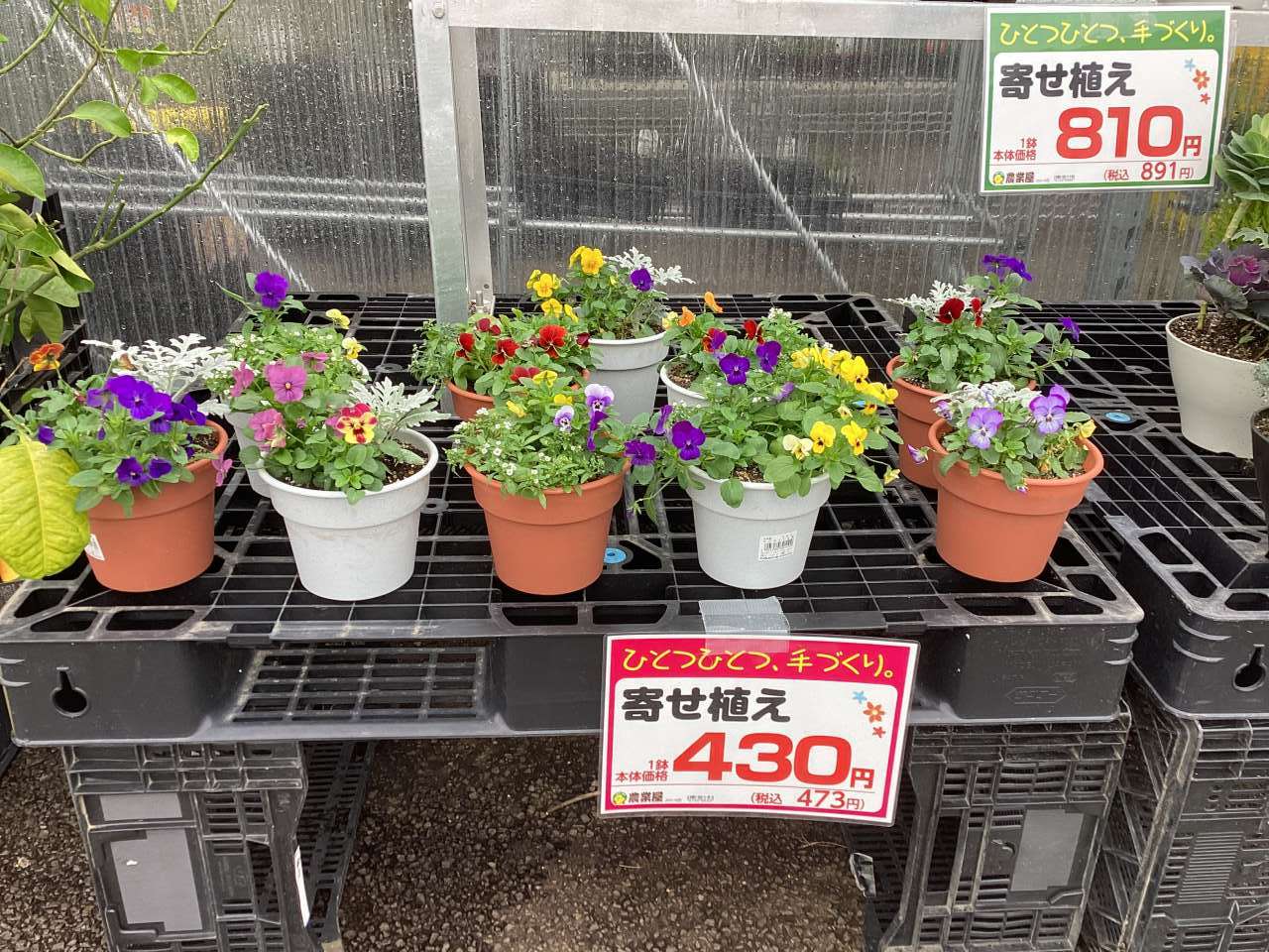 寄せ植え入荷しています♪