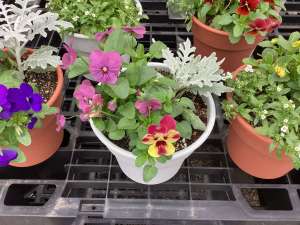 寄せ植え入荷しています♪