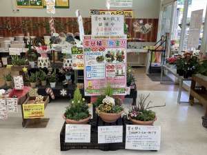 本日、寄せ植え教室を開催します！