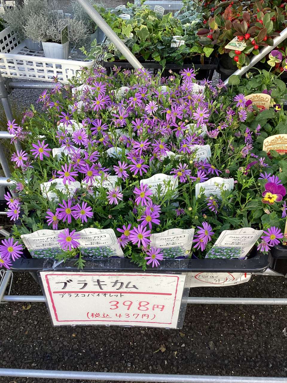 花苗が入荷しています