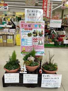明日、明後日は寄せ植え教室開催日です！