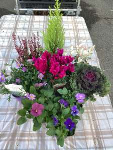 寄せ植え作ってみませんか?