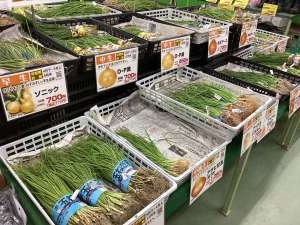 玉ねぎ苗がたくさん入荷しました！