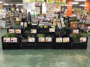 玉ねぎ苗入荷中！