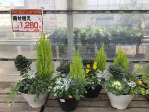 寄せ植え入荷中！！