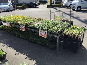 かわいい花苗たくさん入荷しました‼️