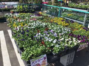 パンジー・ビオラ苗大量入荷！！