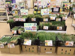 玉ねぎ苗大量入荷中！