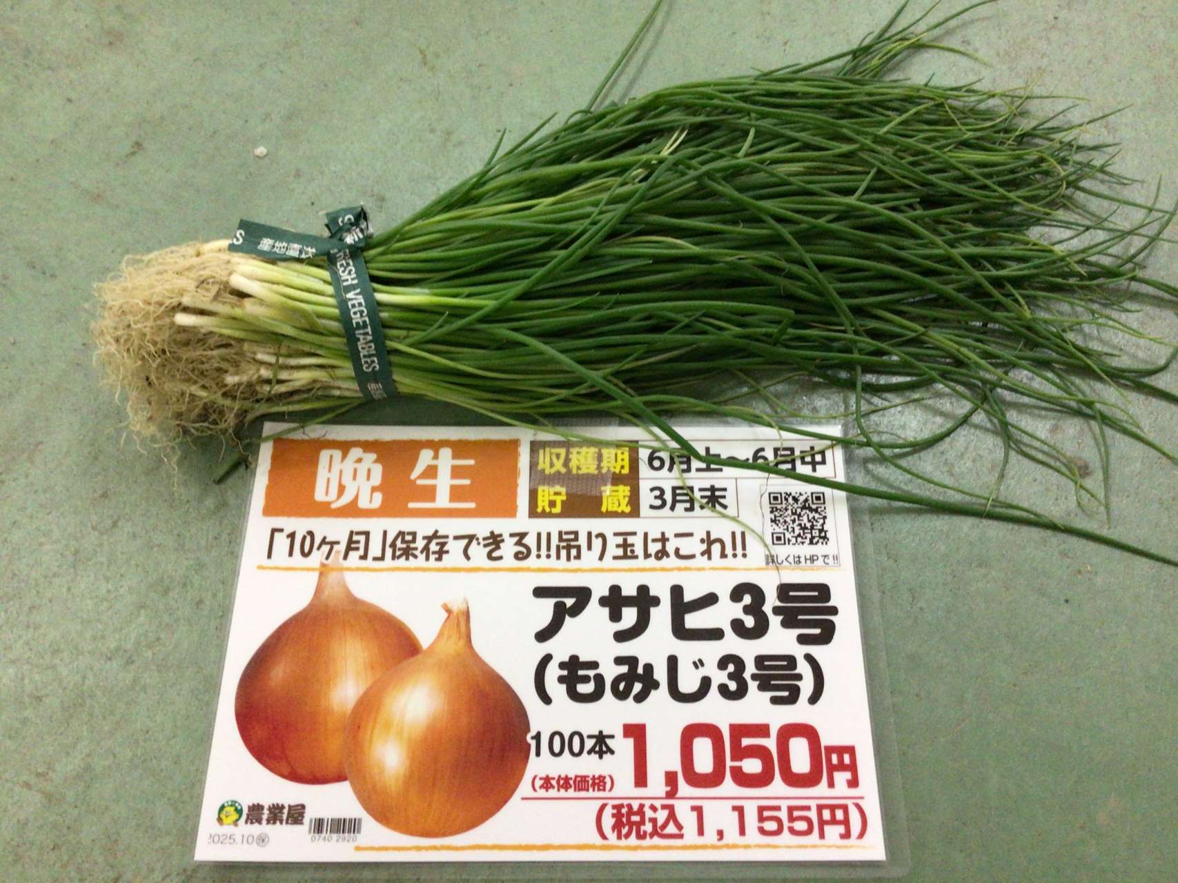 新鮮なタマネギ苗が入荷しました！