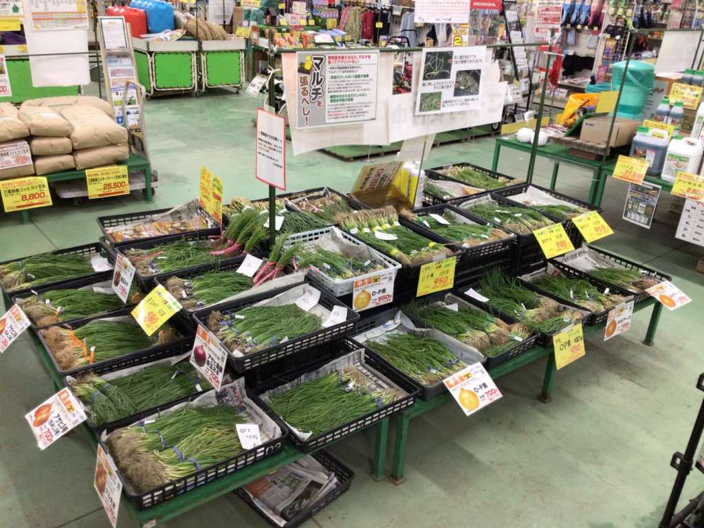 🧅おいしいタマネギ苗揃ってます🧅