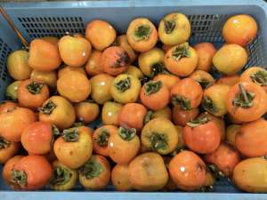 お待たせしました！江戸柿が入荷してきました！