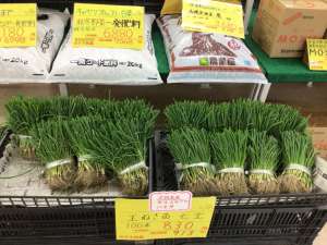 早生玉ねぎ🧅七宝🧅入荷しました🐥