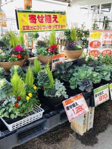寄せ植え大量入荷中！