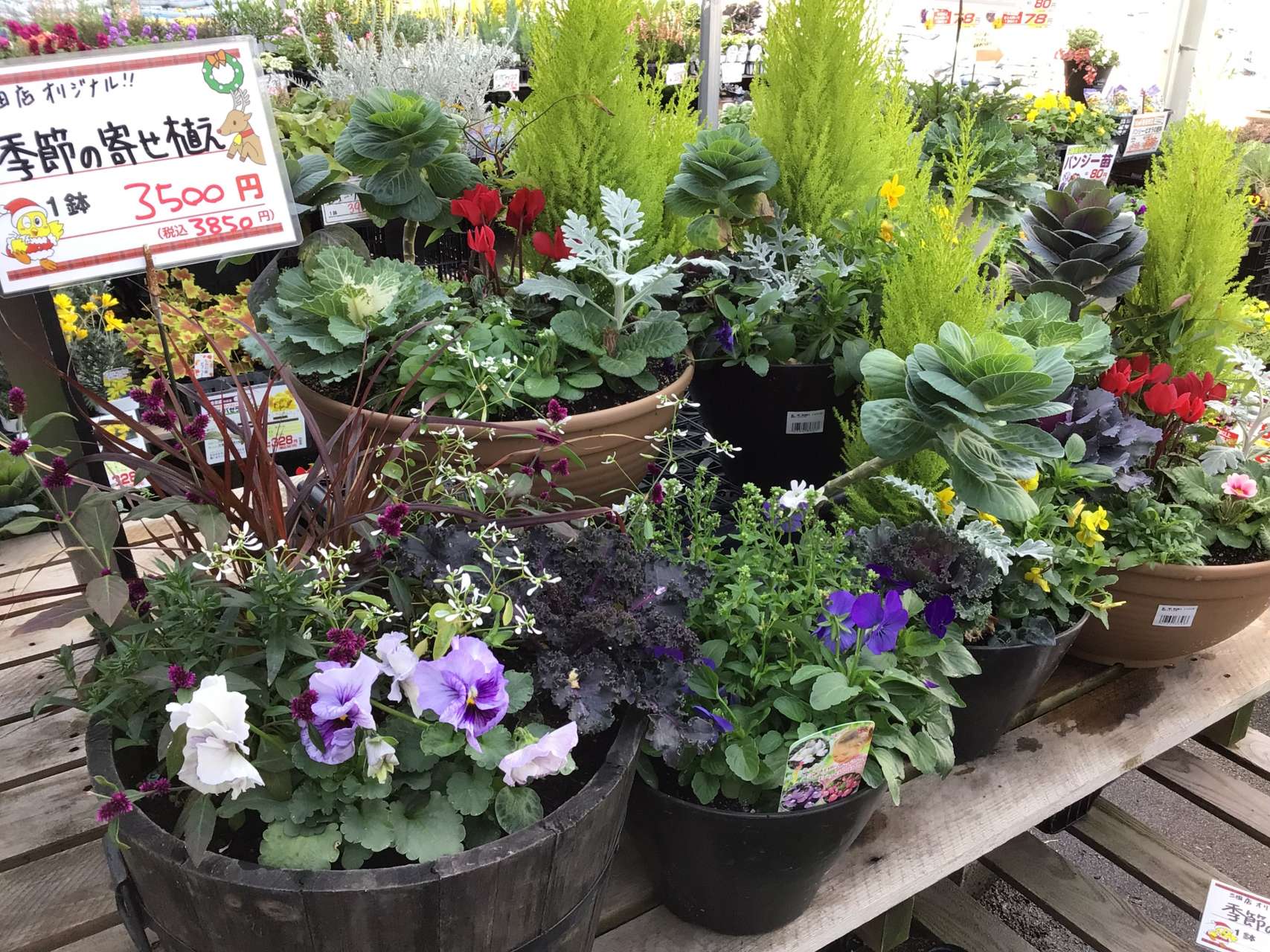 季節の寄せ植え入荷中！