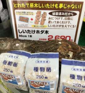 きのこ駒菌予約受付中